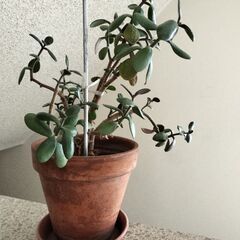 金のなる木 カネノナルキ　多肉植物 観葉植物