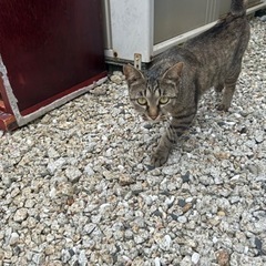 キジトラの人懐っこい猫ちゃん