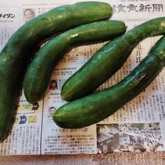 本日収穫の無農薬きゅうり4本
