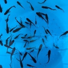 メダカ　サタン