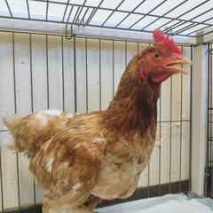 関西 鳥 インコ友達探してます - 京都市