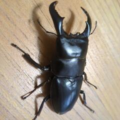 アマミヒラタクワガタペアの画像