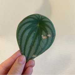 観葉植物　スイカぺぺ【A】
