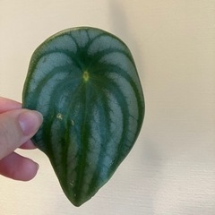 観葉植物　スイカぺぺ【B】