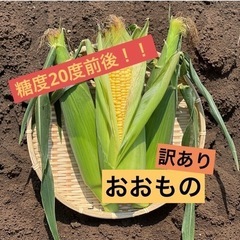 【本日終了！！】＼糖度が自慢の甘〜い品種／「おおもの」 【10本＋うれしいおまけ付き♪】の画像