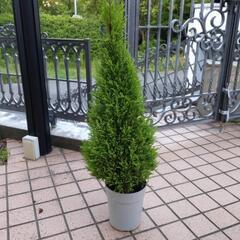 ゴールドクレスト　植木