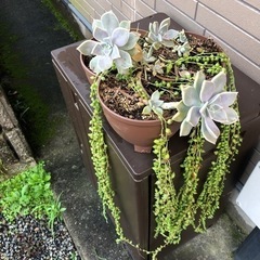 多肉植物とグリーンネックレス