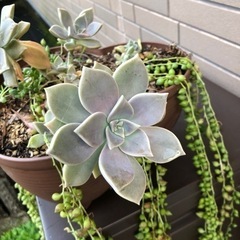 多肉植物とグリーンネックレスの画像