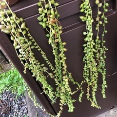 多肉植物とグリーンネックレスの画像
