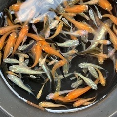 みっくすメダカ２０匹の画像
