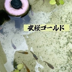 夜桜ゴールドの卵 15個
