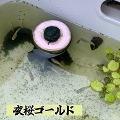 夜桜ゴールドの卵 15個の画像