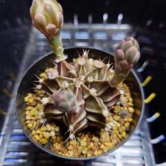 サボテン「牡丹玉」