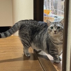 マンチカン　♂