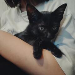 黒猫の女の子です！