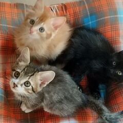 黒おす、長毛妹と２匹で良きお家に里子にでました！４/１７生　カラ...