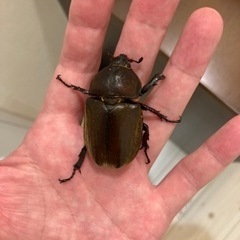 【メスのみ】国産カブトムシ 