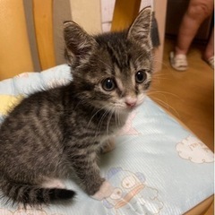 生後1ヶ月半ぐらいの子猫　　お話中