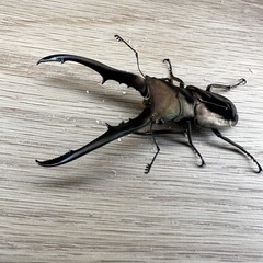 メタリフェルホソアカクワガタ
