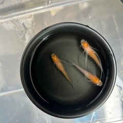 ✨人気品種メダカ✨🪷小町ヒレ長  針子〜幼魚30匹以上＆オオミジ...