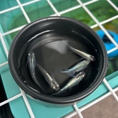 ✨人気品種メダカ✨🪷緑光派生品種  針子〜幼魚30匹以上＆オオミ...