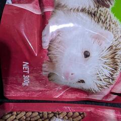 ヒカリ ハリネズミフードの画像