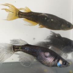 翔瑛めだか　メダカの無人販売
