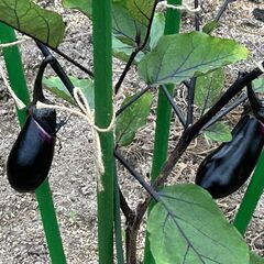 野菜作り体験しませんか？