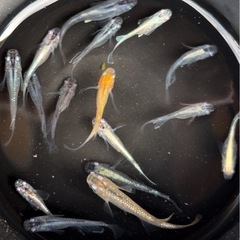 ✨めだかミックス　30匹〜50匹