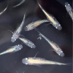 ✨めだかミックス　30匹〜50匹の画像
