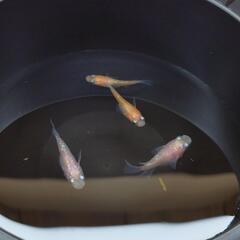 紅白ラメ 半ダルマ　赤勝ち白勝ち　4匹1,200円　8匹2,00...