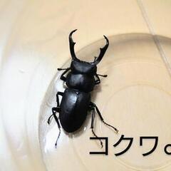 天然コクワガタ♂単品