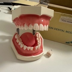 NISSIN DENTAL MODEL 顎模型の画像