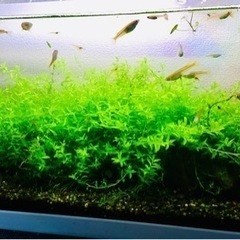水草　パールグラス　30本　無農薬