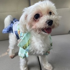 犬友達が欲しい🐶