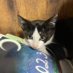 かわいいはちわれ