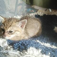 屋根裏で生まれた生後1ヶ月のキジトラと黒