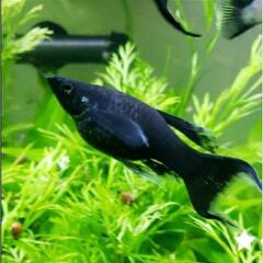 熱帯魚 ブラックモーリー&オレンジモーリー稚魚セット★早い者勝ち...