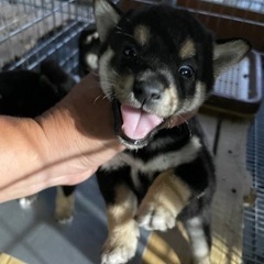 柴犬、豆柴子犬を家族にしませんか