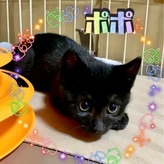 【里親さん決定】可愛いシマシマ黒猫❤️ポポくん