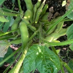 ②7/7午後引渡ホワイトコーン•枝豆•バジルの画像