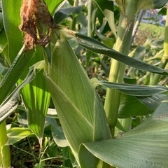 ②7/7午後引渡ホワイトコーン•枝豆•バジルの画像