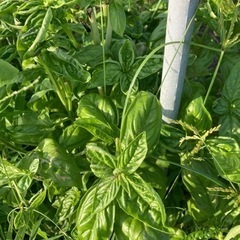 ②7/7午後引渡ホワイトコーン•枝豆•バジルの画像