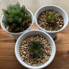 【譲渡済】多肉植物セット⑦ハオルチア３種