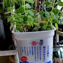 <<End of transaction>>【多肉植物】プレクト...