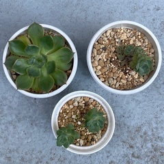 多肉植物セット⑧エケベリア２種