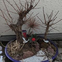 植木鉢譲ります