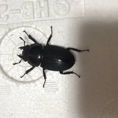 62.5×40.0 パリーオオクワペア　ジャワ産の画像