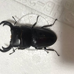 62.5×40.0 パリーオオクワペア　ジャワ産
