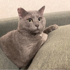 ネグレスト現場救出猫ちゃん達の里親様募集